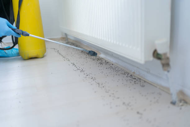 Reliable Kingston, IL Pest Control Solutions